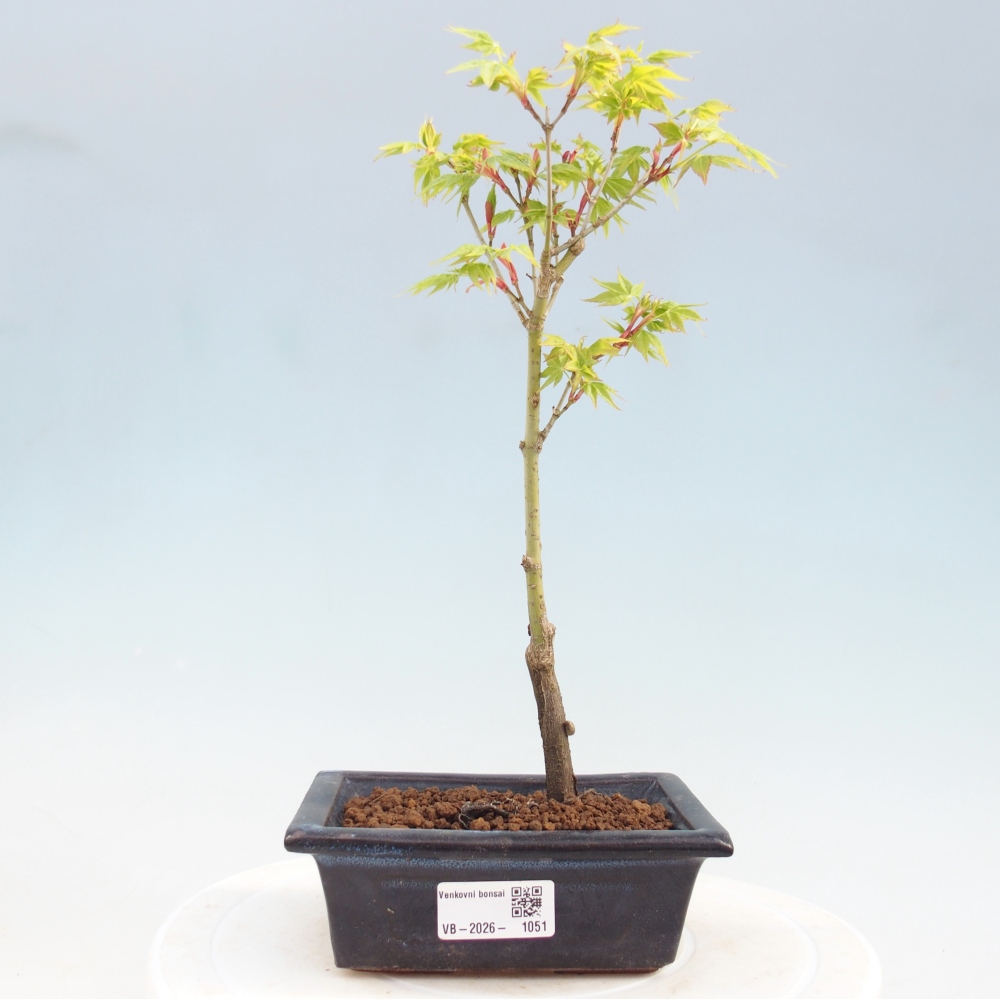 Acer palmatum Aureum - Golden Maple