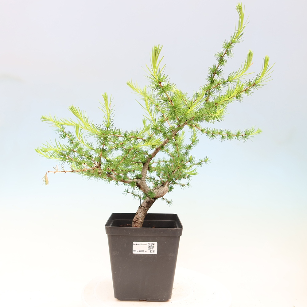 Outdoor bonsai -Larix decidua - Larch