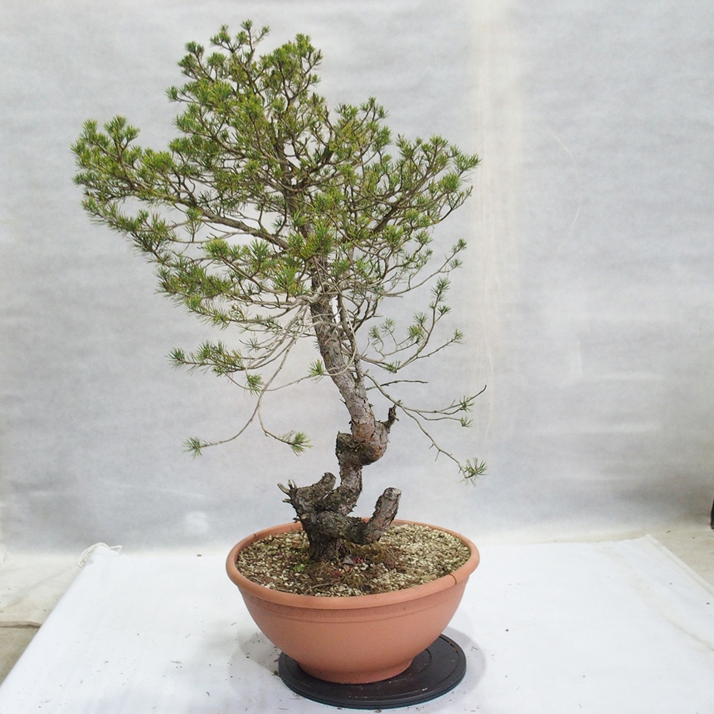 Yamadori - Pinus sylvestris 