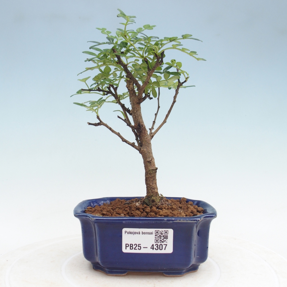 Room bonsai - Zantoxylum piperitum - pepper tree
