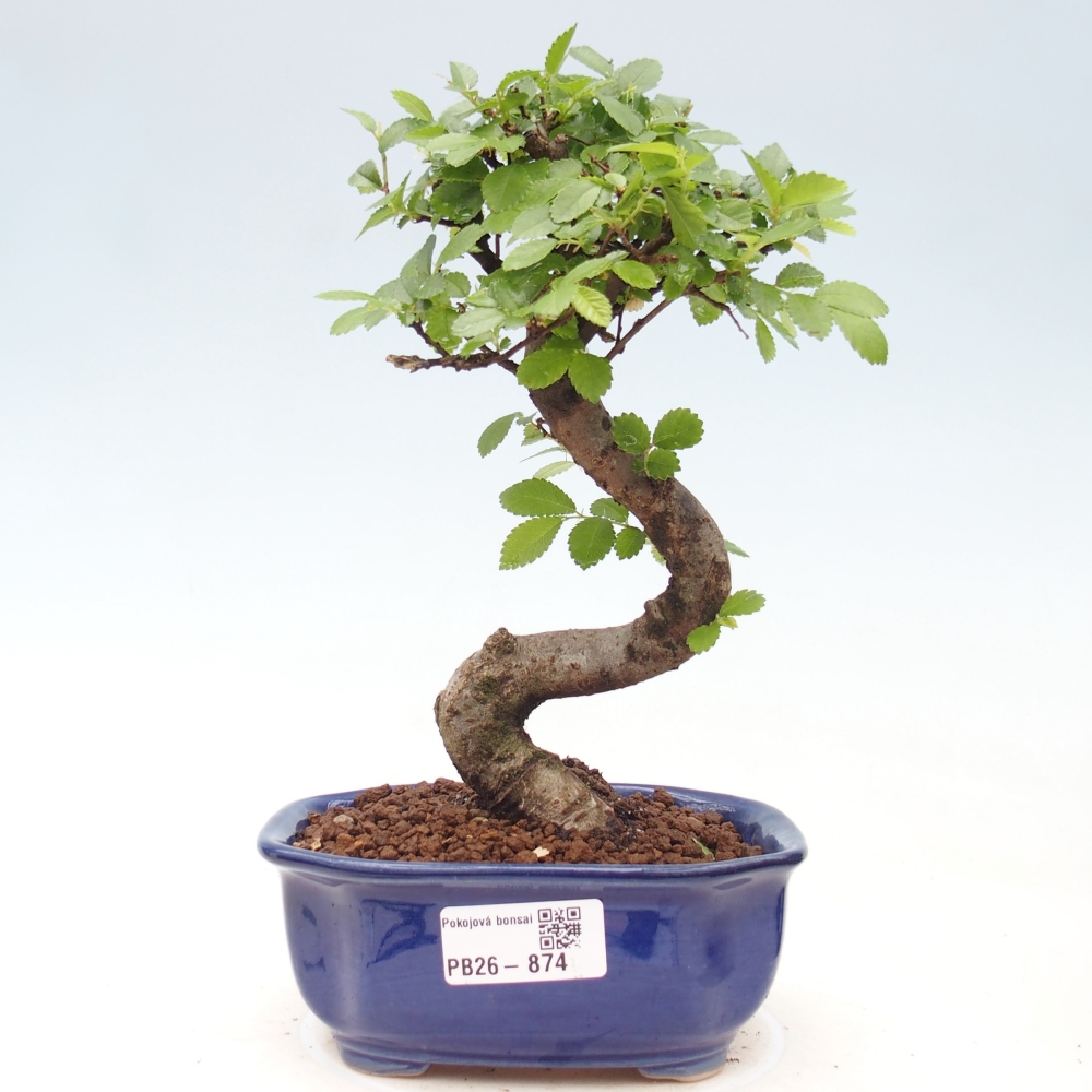 Room bonsai - Ulmus parvifolia - Small-leaved elm