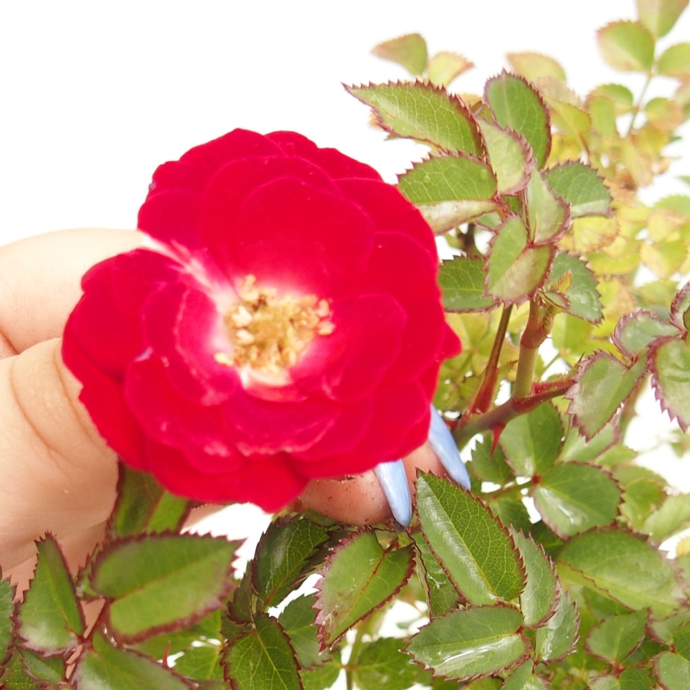 Outdoor bonsai - Rosa Kordes -  rose