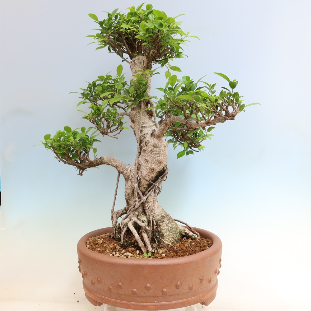 Room bonsai - Ficus kimmen - small-leaved ficus