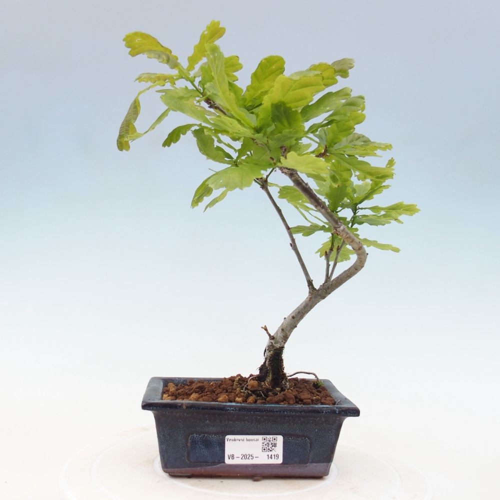 Outdoor bonsai - Quercus robur - oak