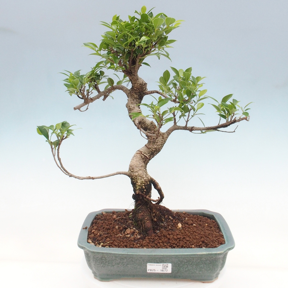 Indoor bonsai - Ficus kimmen - small-leaved ficus
