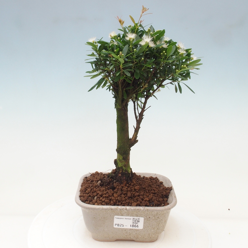 Room bonsai - Syzygium - Pimentovník