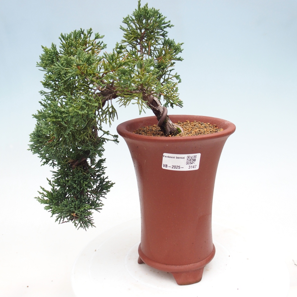 Outdoor bonsai - Juniperus chinensis Kishu - Chinese Juniper