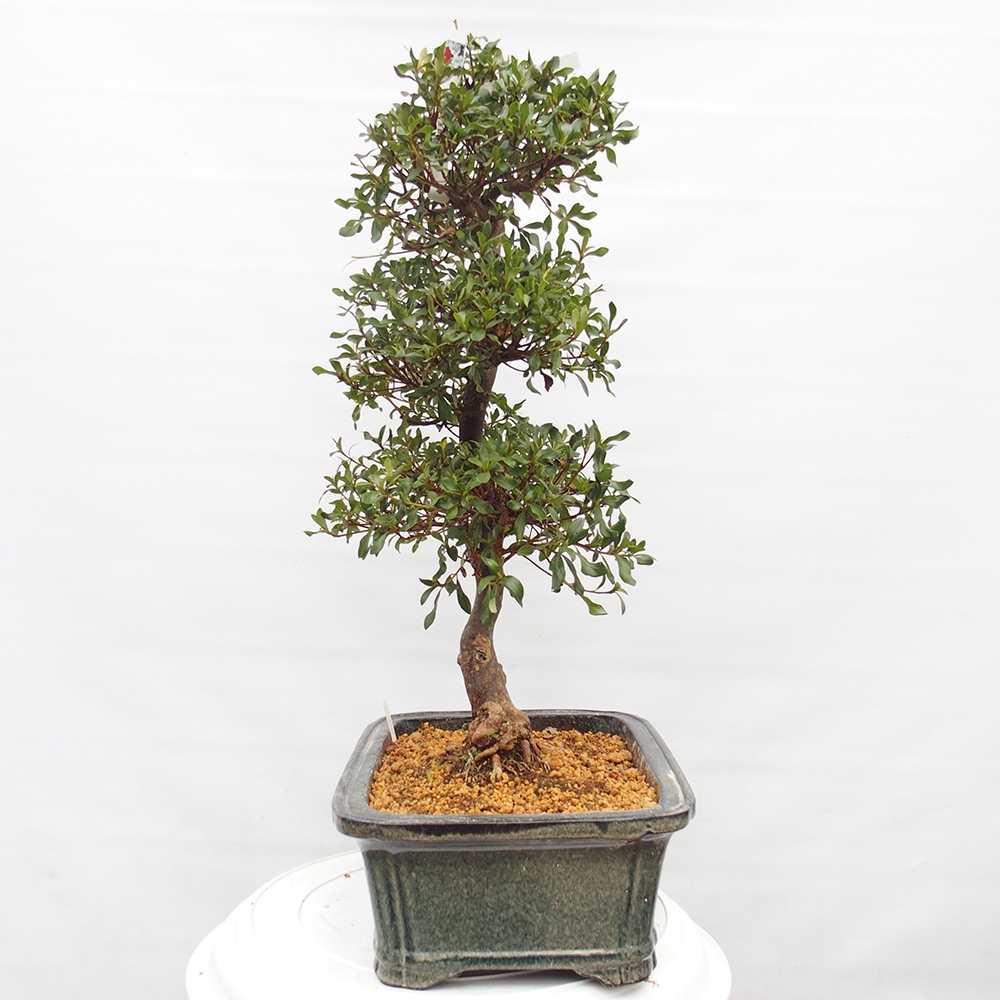 Outdoor bonsai - Japanese Azalea - Azalea Kisshoten