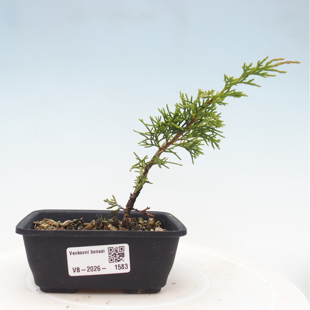 Outdoor bonsai - Juniperus chinensis Itoigawa