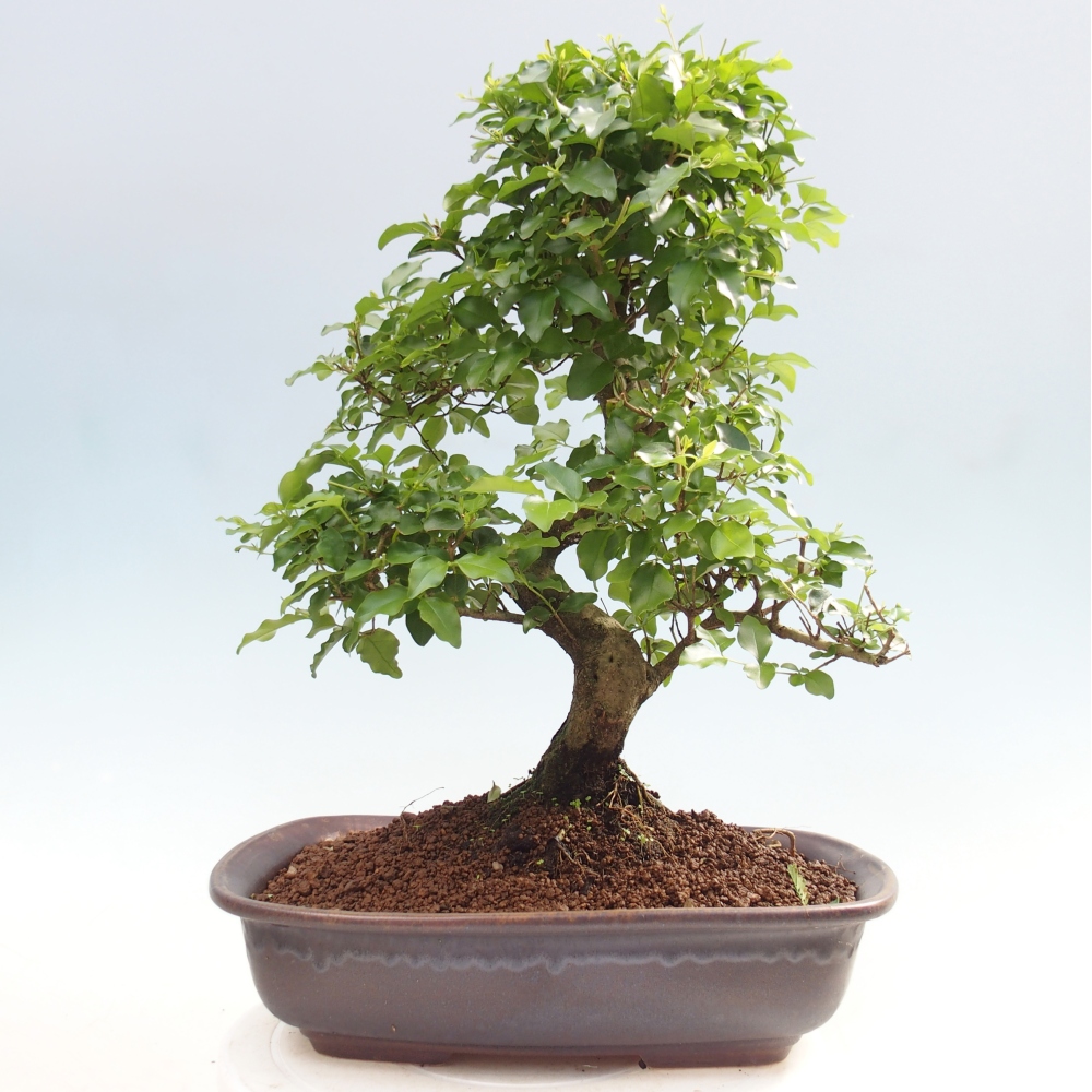 Room bonsai -Ligustrum chinensis - Birds Beak