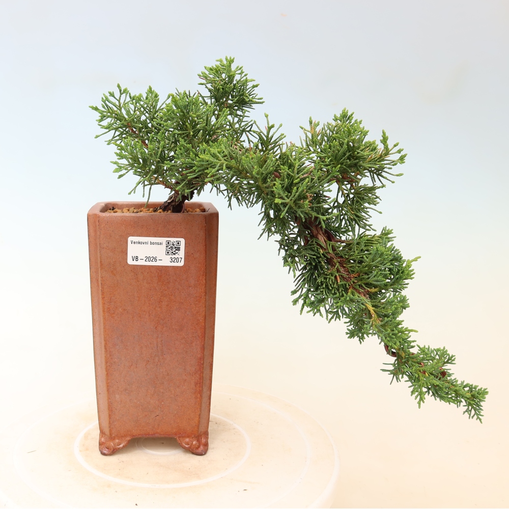 Outdoor bonsai - Juniperus chinensis Kishu