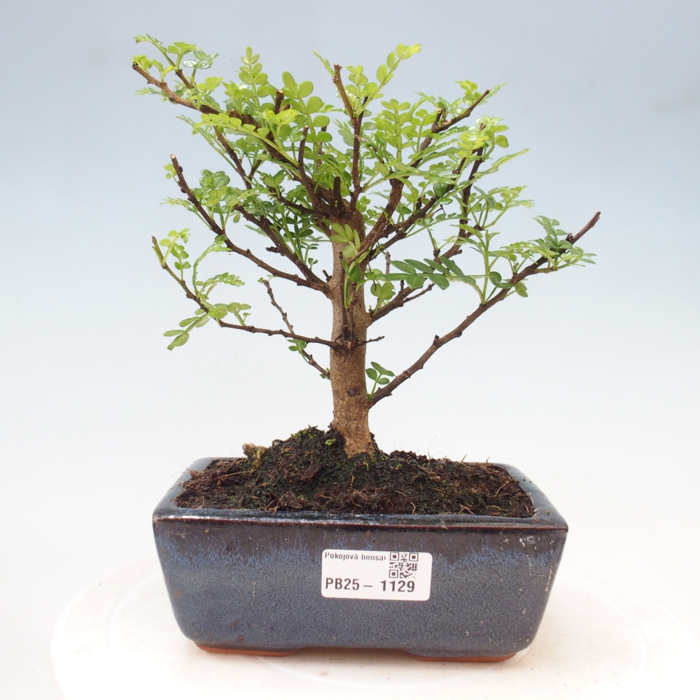 Indoor bonsai - Zantoxylum piperitum - Peppermint