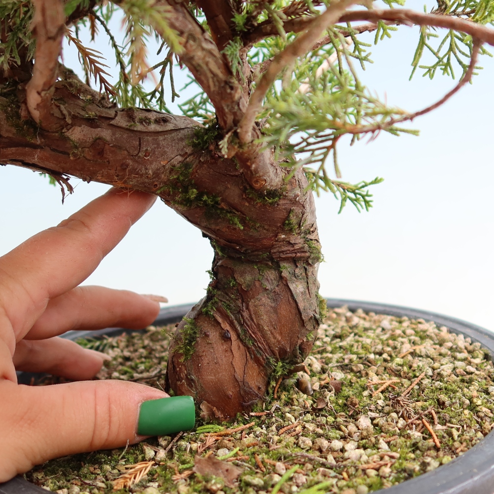 Outdoor Bonsai - Juniperus chinensis Itoigawa - Chinese Juniper