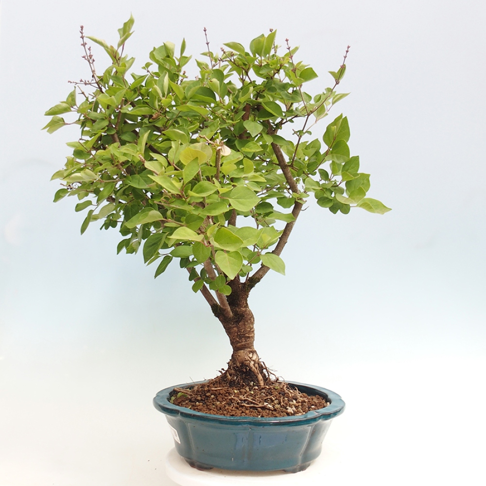 Outdoor bonsai - Syringa Meyeri Palibin - Meyer's Lilac