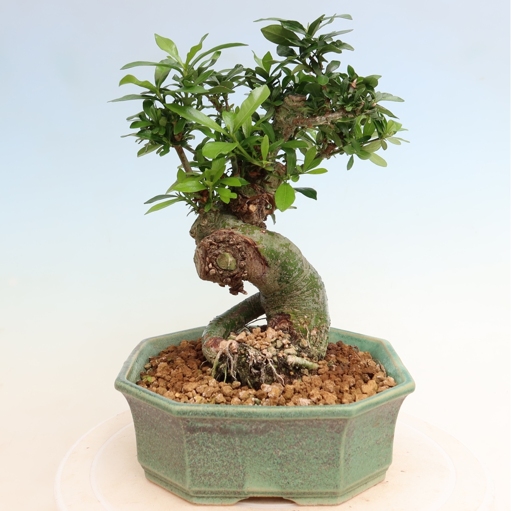 Indoor Bonsai - Gardenia jasminoides - Gardenia
