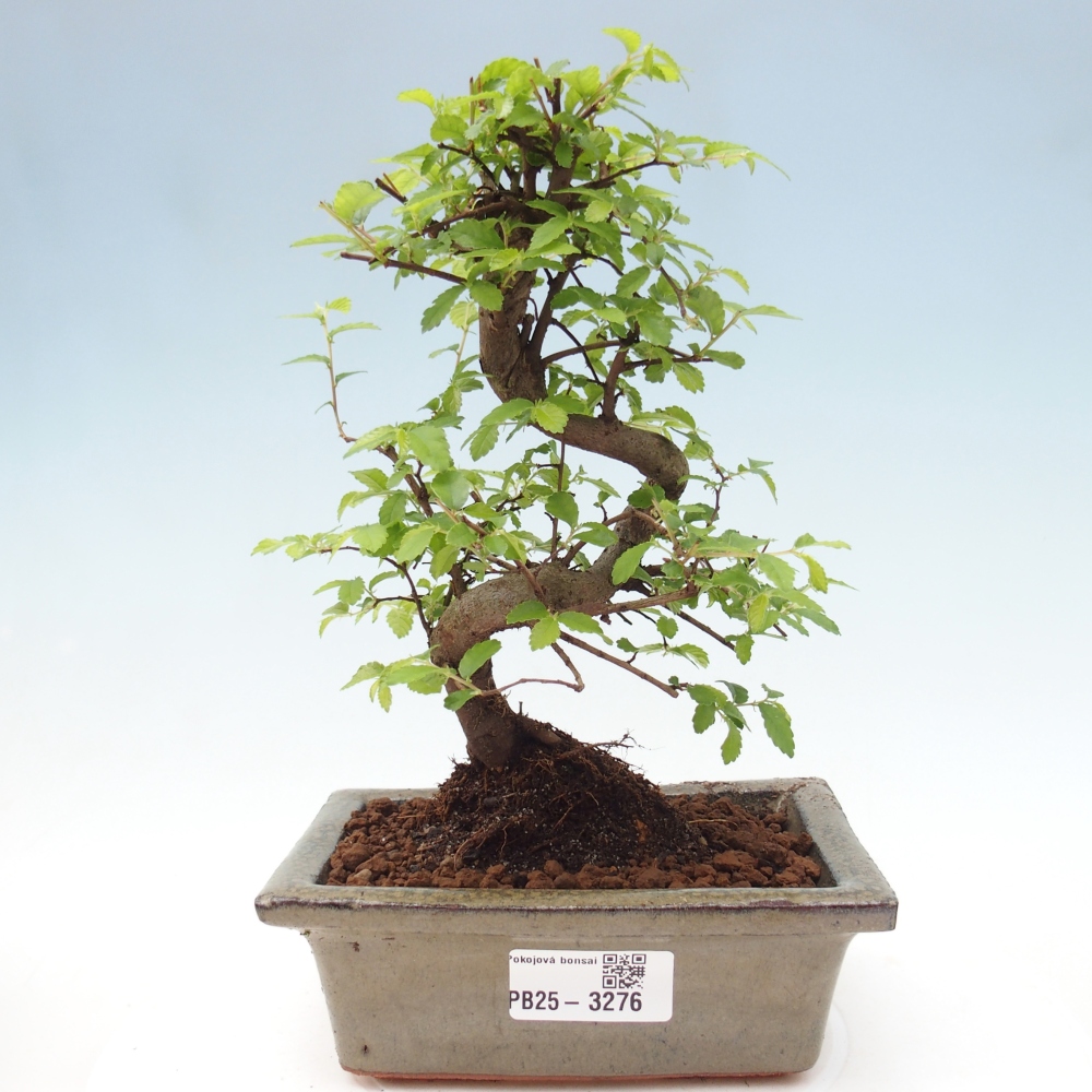 Room bonsai - Ulmus parvifolia - Small-leaved elm