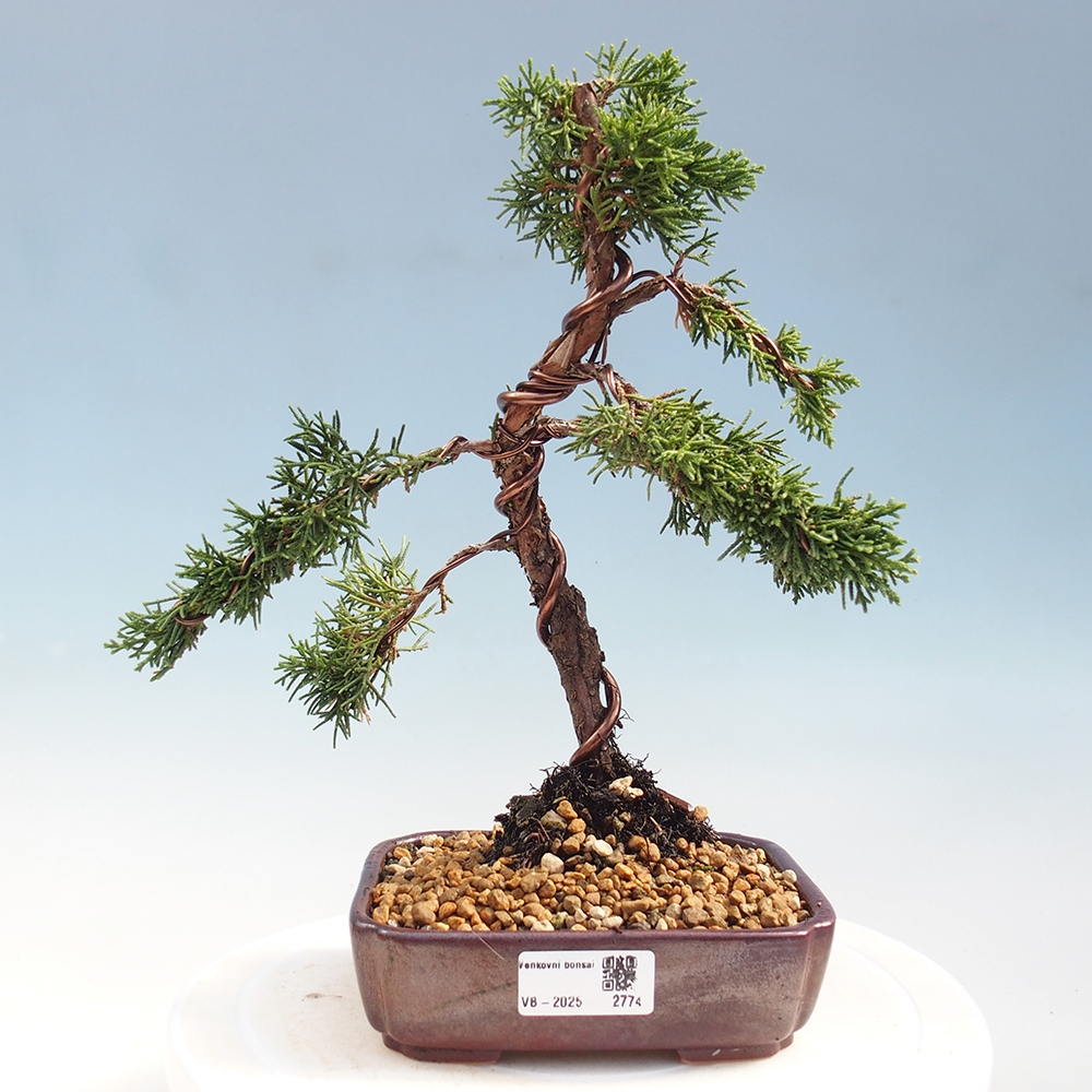 Outdoor bonsai - Juniperus chinensis Kishu - Chinese Juniper