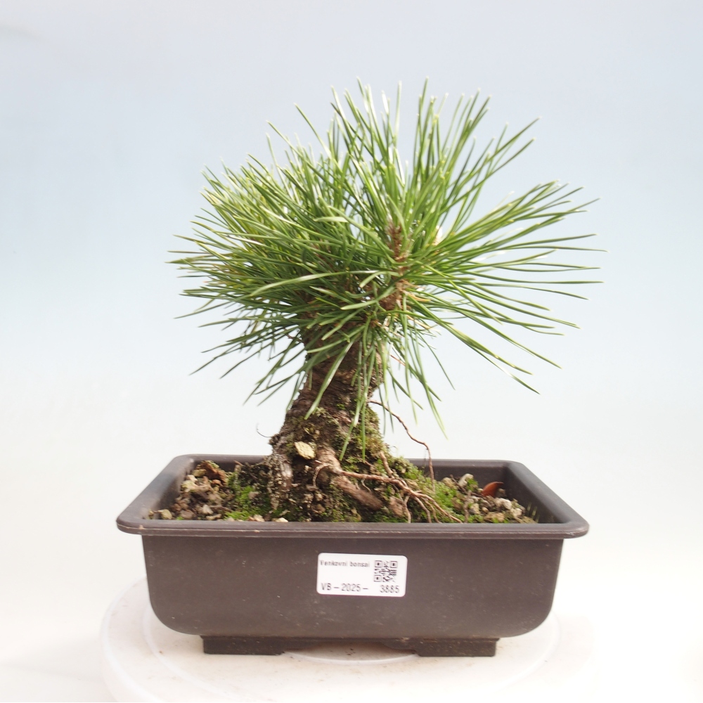 Outdoor bonsai - Pinus thunbergii - Thunberg pine