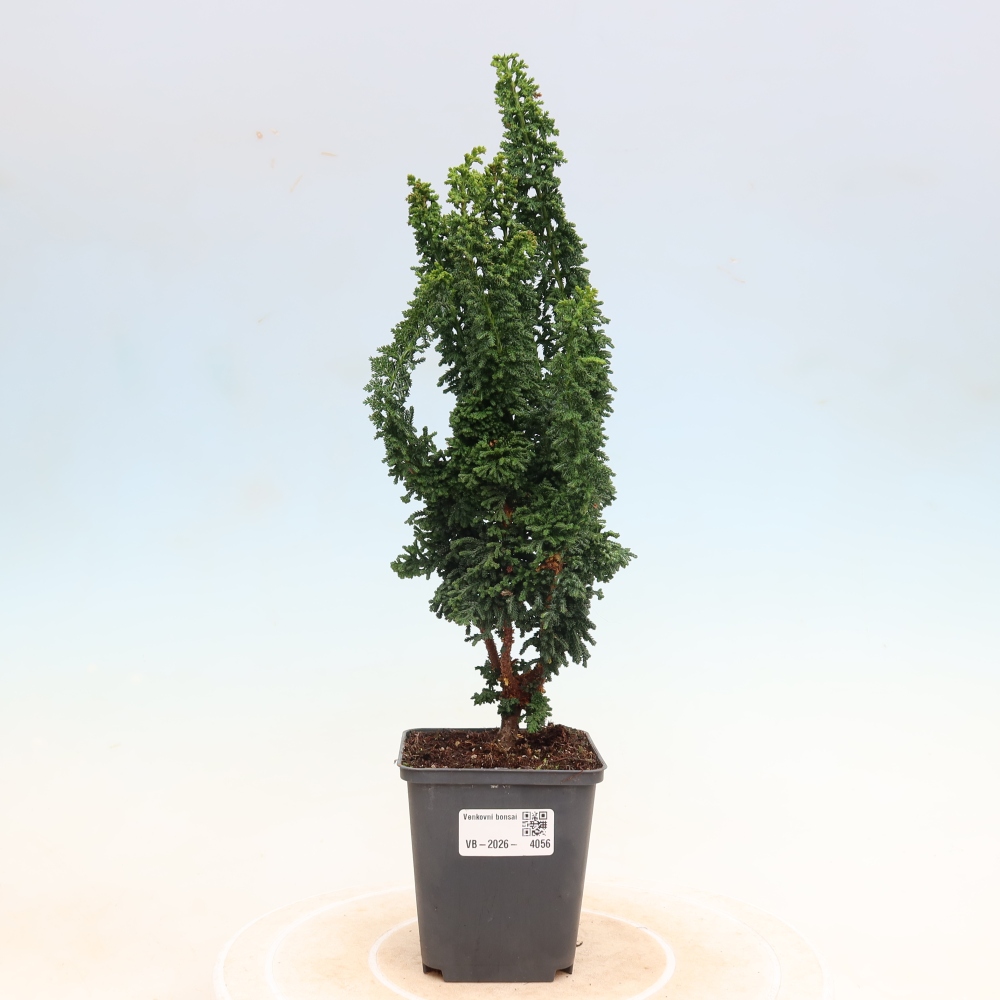 Outdoor bonsai - Cham. obtusa SEKKA HINOKI - Cypress