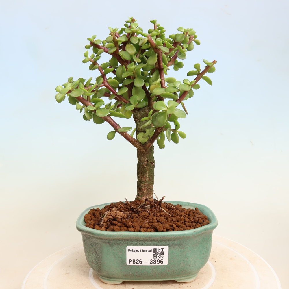 Room bonsai - Portulakaria Afra - Tlustice