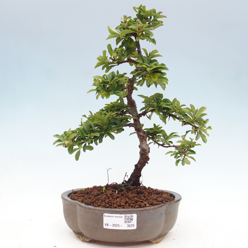 Outdoor Bonsai-Pyracanta Teton -Bakery