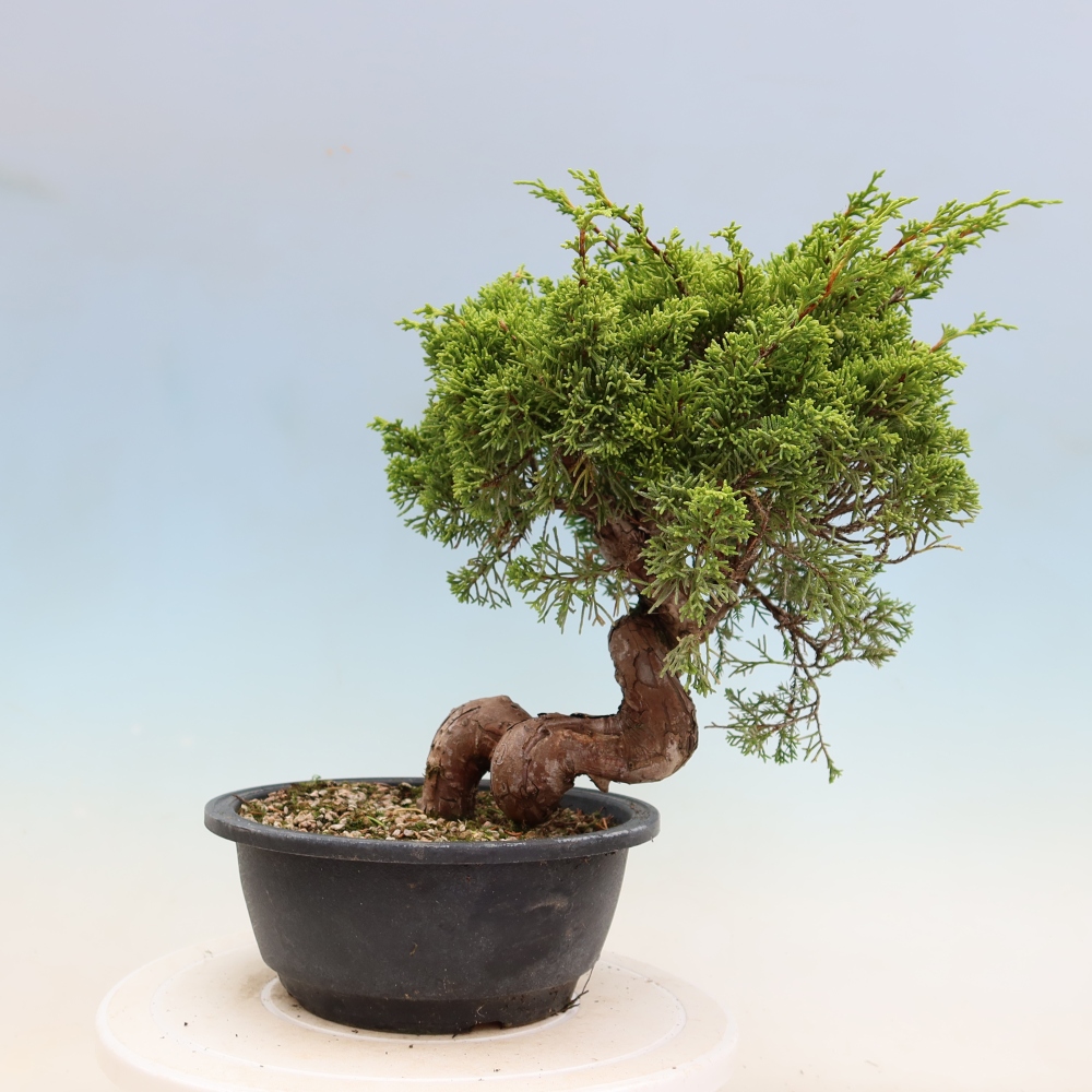 Outdoor Bonsai - Juniperus chinensis Itoigawa - Chinese Juniper