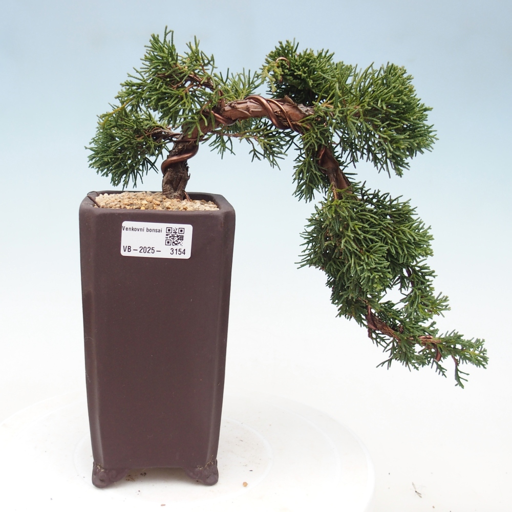 Outdoor bonsai - Juniperus chinensis Kishu - Chinese Juniper