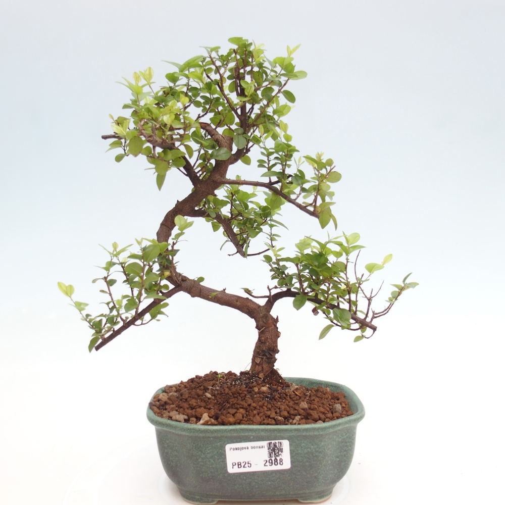 Indoor bonsai - Sagerécie thea - Sagerécie thea