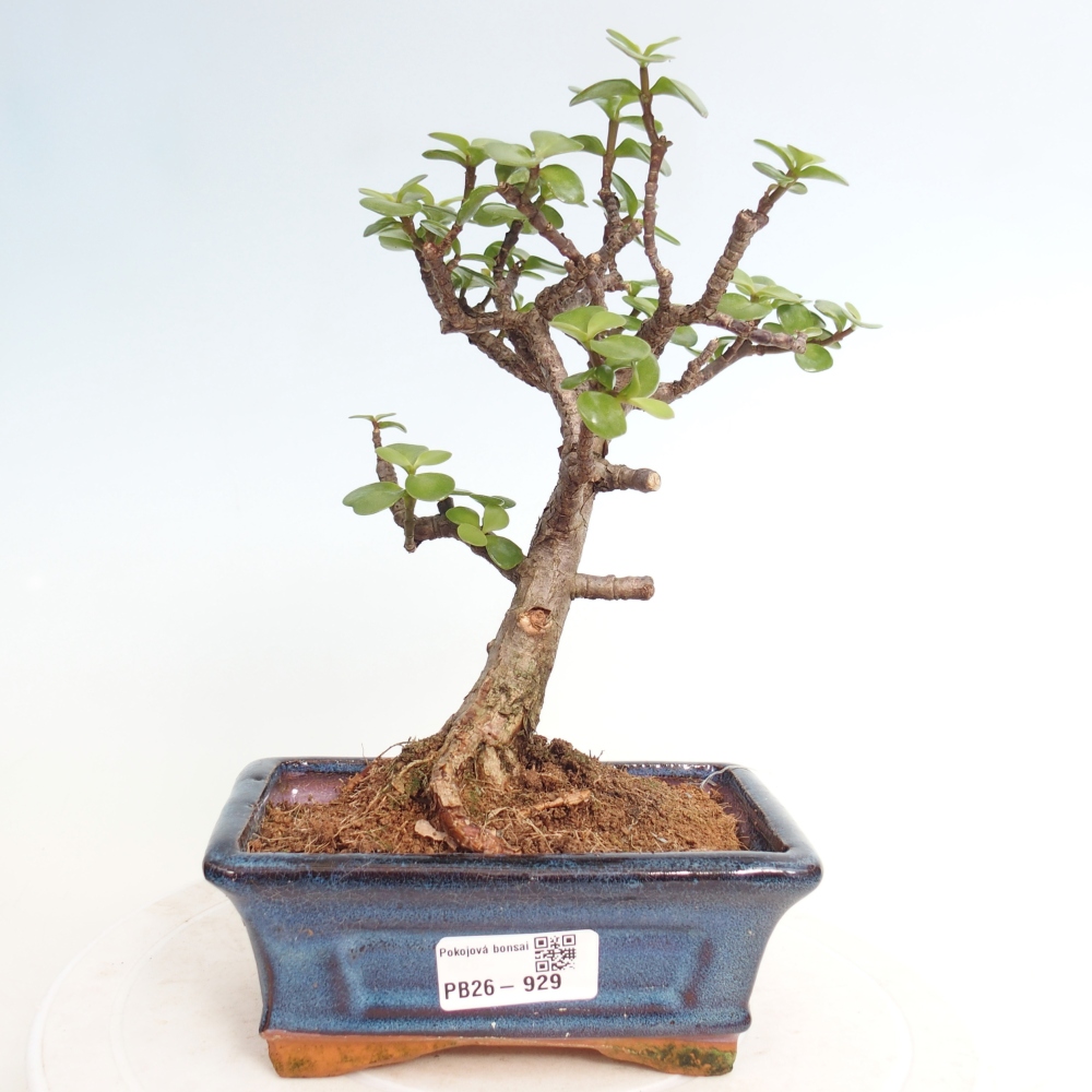 Room bonsai - Portulakaria Afra - Tlustice