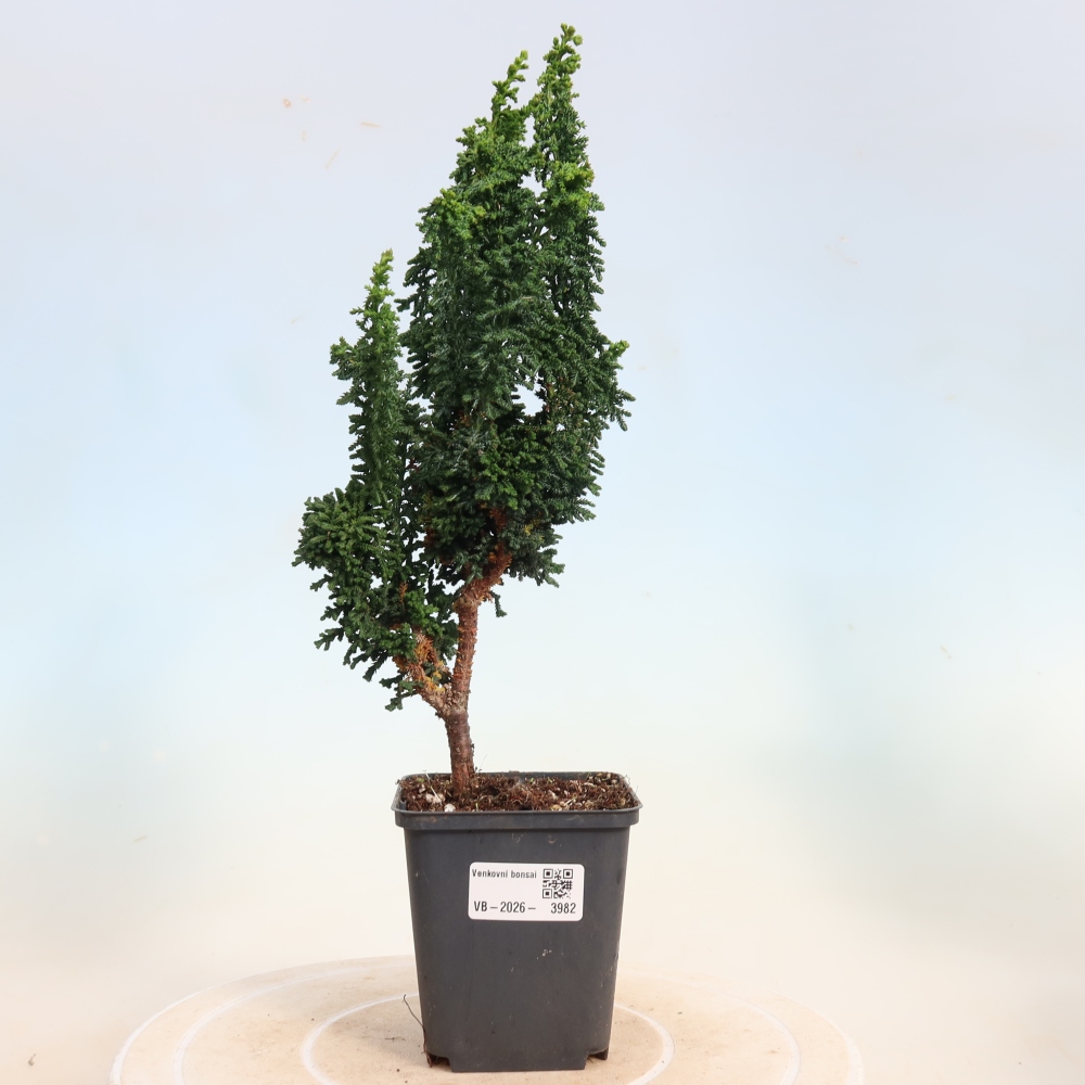 Outdoor bonsai - Cham. obtusa SEKKA HINOKI - Cypress