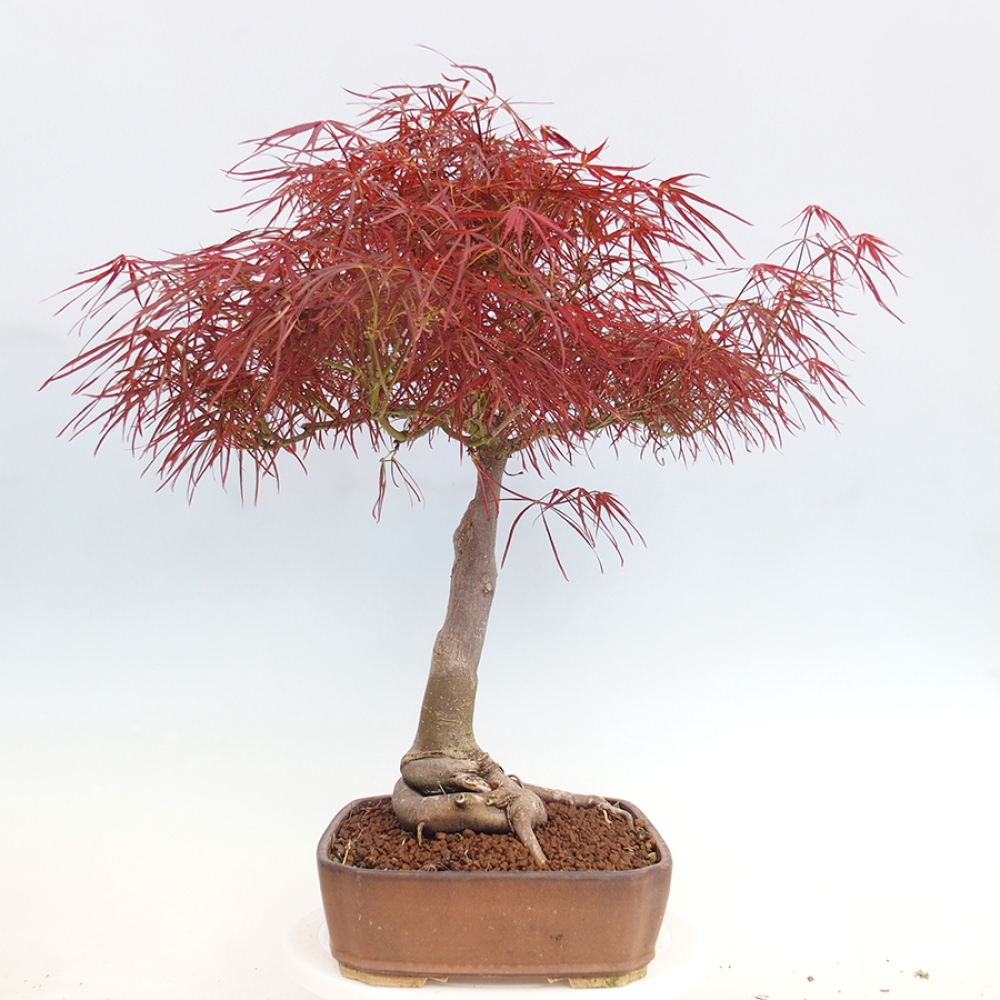 Outdoor bonsai - Acer palmatum RED PYGMY