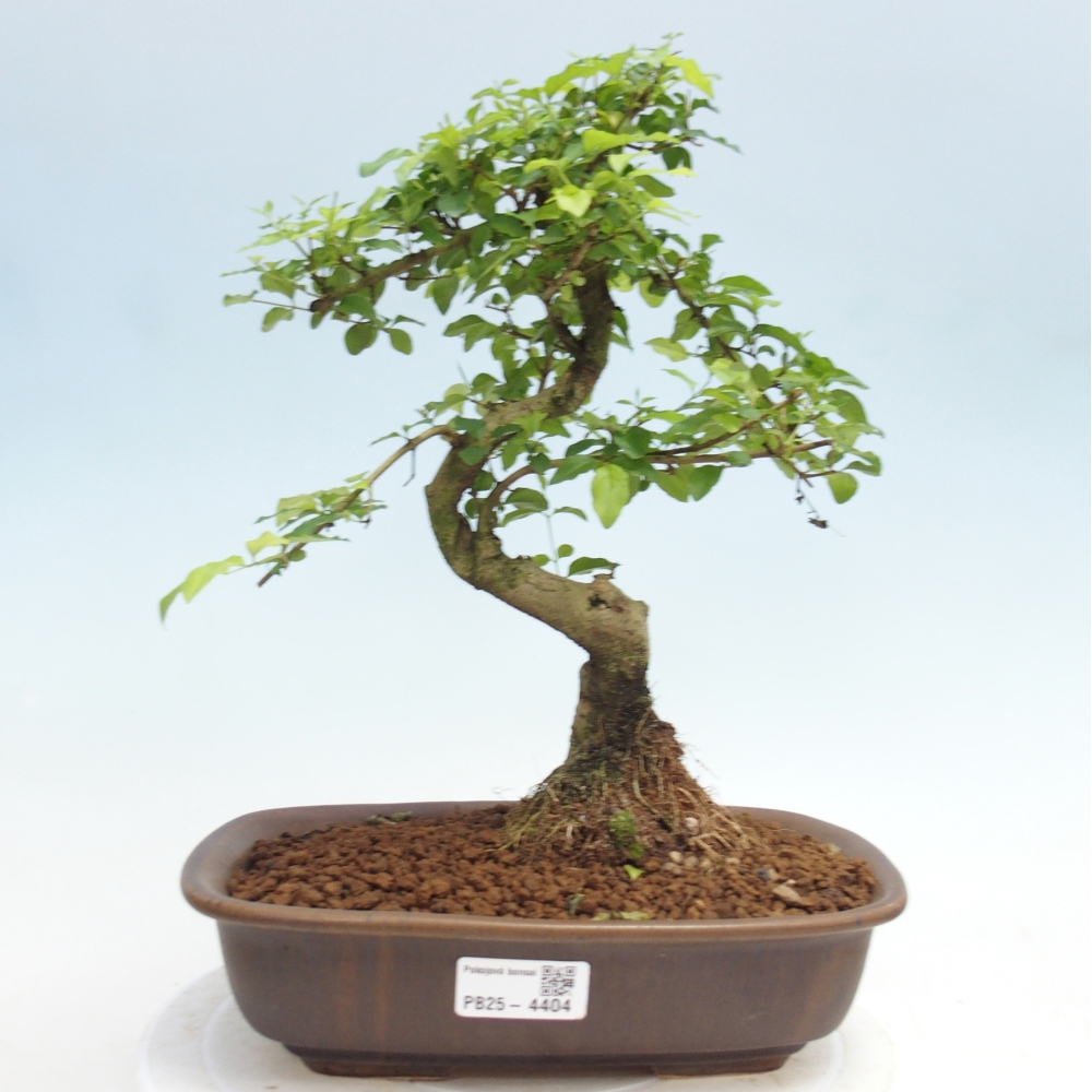Room bonsai -Ligustrum chinensis - Birds Beak