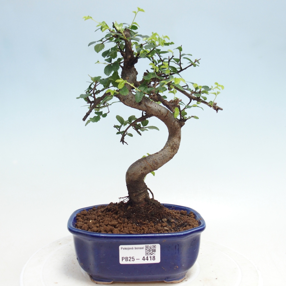 Room bonsai - Ulmus parvifolia - Small-leaved elm