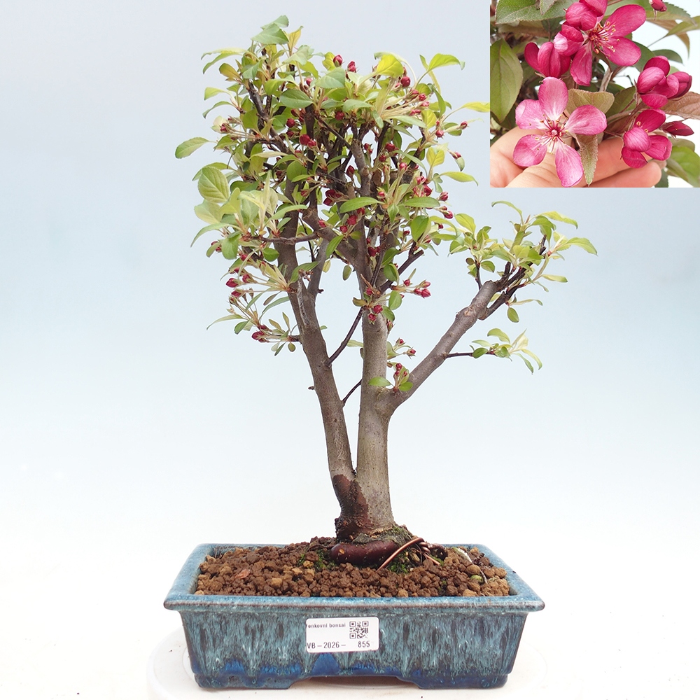 Outdoor bonsai -Malus domestica - Small-fruited red-leaved apple tree