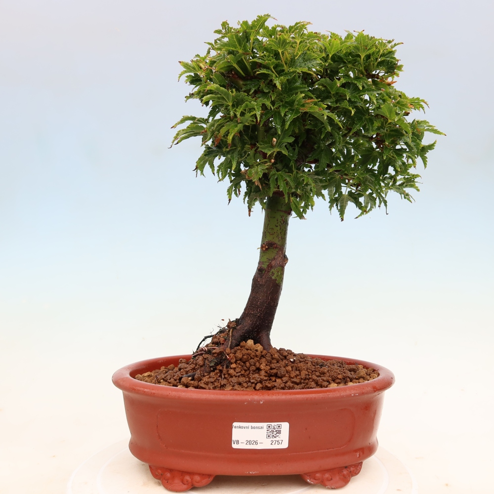Outdoor bonsai -Javor palm Acer palmatum Shishigashira