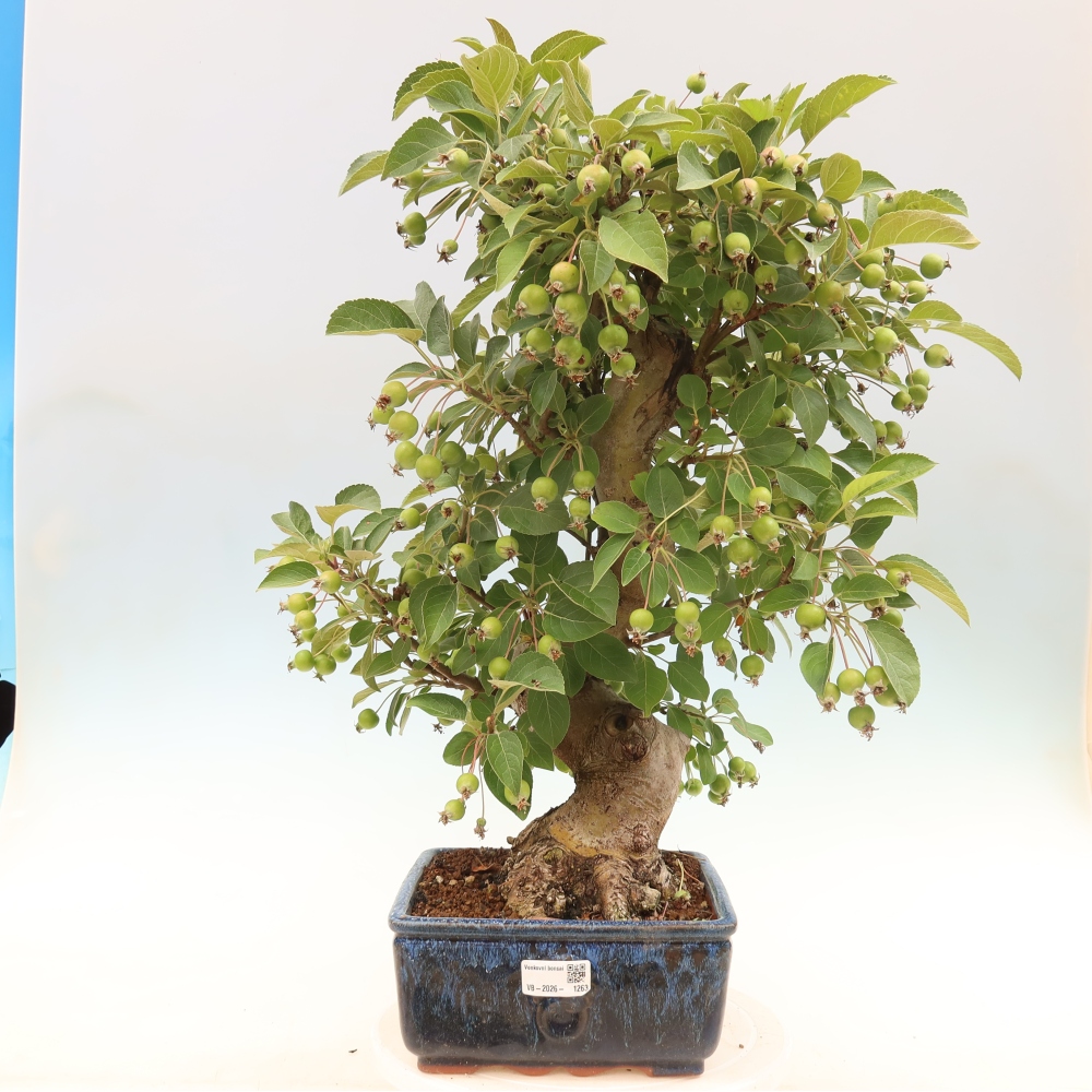 Outdoor bonsai -Malus halliana - Small-fruited apple tree