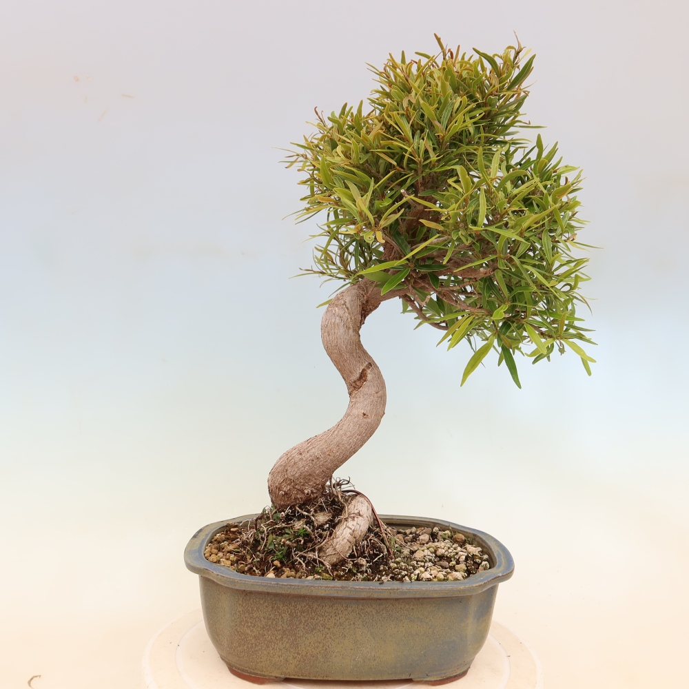 Room bonsai - Ficus nerifolia - small-leaved ficus