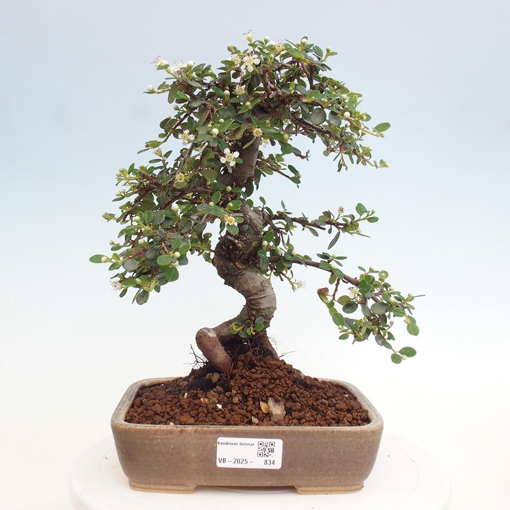 Outdoor bonsai-Cotoneaster dammeri - Rock Damer