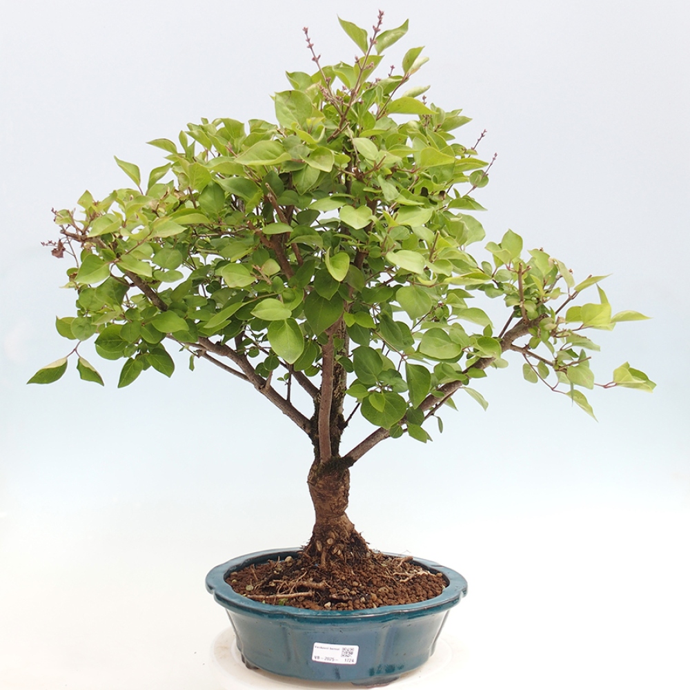 Outdoor bonsai - Syringa Meyeri Palibin - Meyer's Lilac