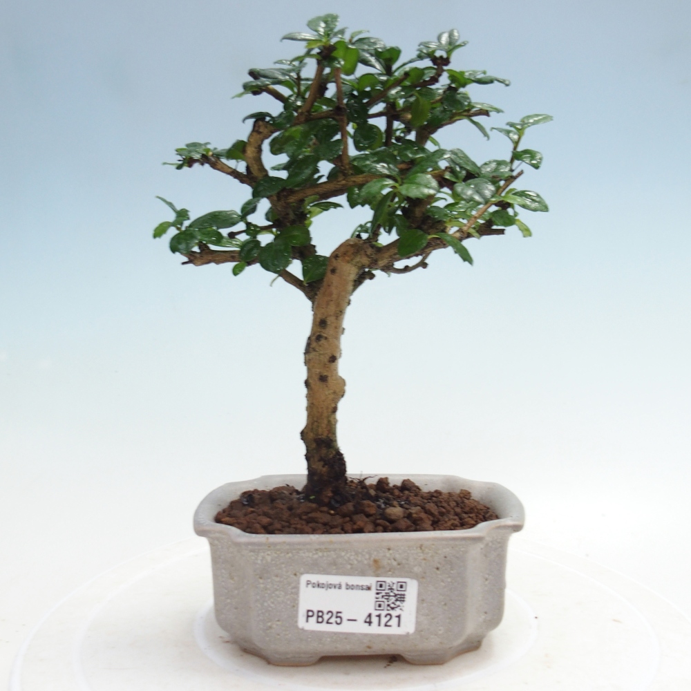 Room bonsai - Carmona macrophylla - Tea fuki