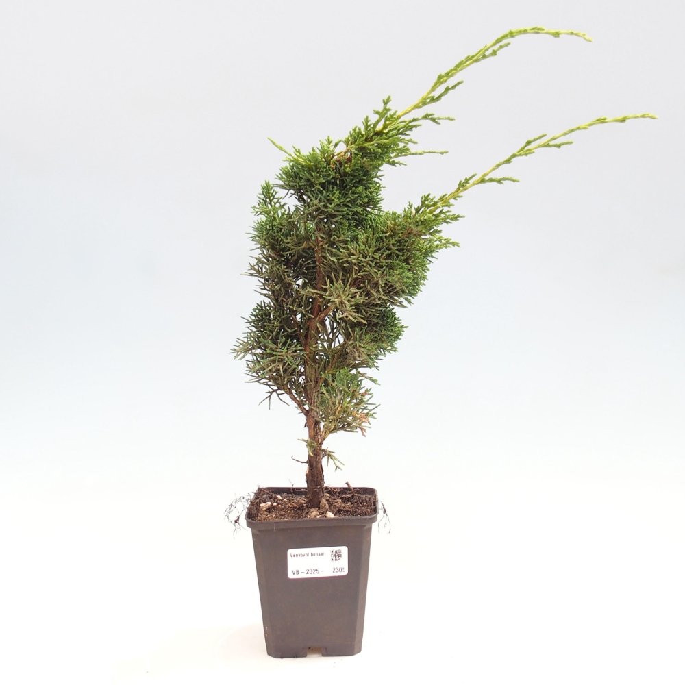 Outdoor bonsai - Juniperus chinensis Kishu - Chinese juniper