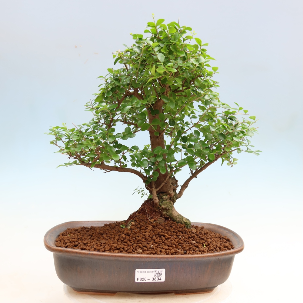 Room bonsai -Ligustrum retusa - small-leaved bird's beak