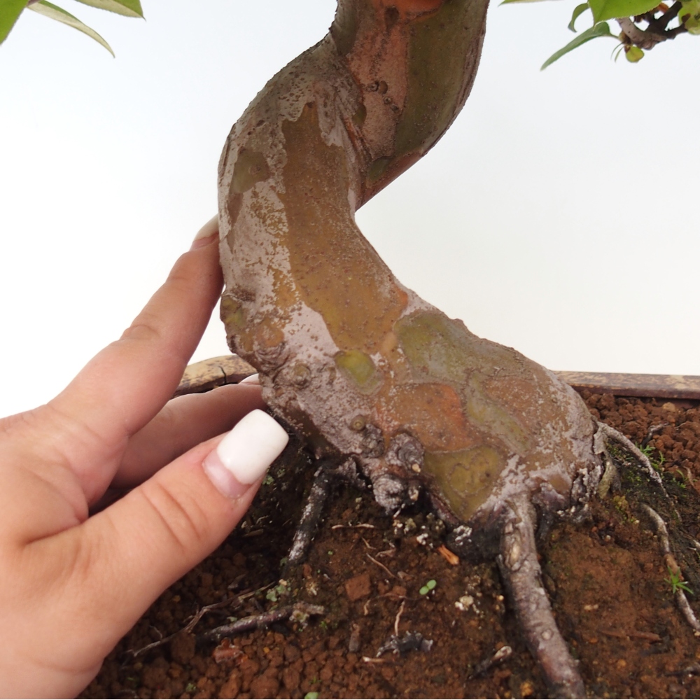 Outdoor bonsai - Pseudocydonia sinensis - Chinese quince