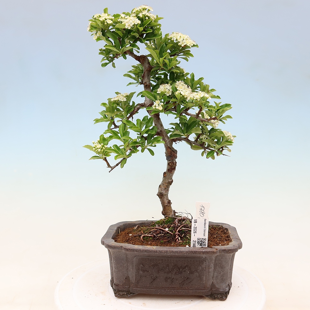 Outdoor Bonsai - Pyracantha teton - Scarlet Firethorn