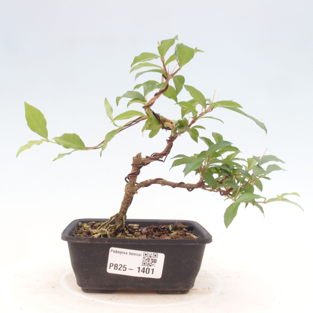 Room bonsai - Malpighia coccigera- Barbdorian cherry
