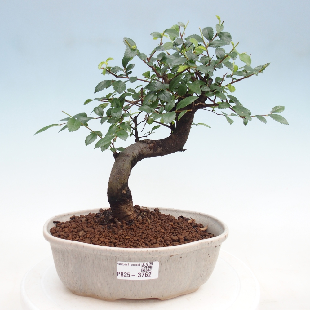 Room bonsai - Ulmus parvifolia - Small-leaved elm