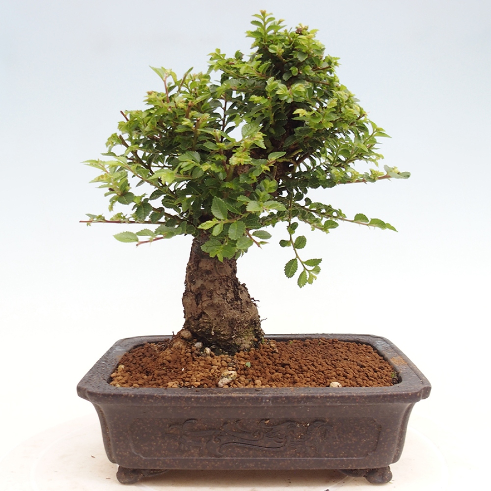 Outdoor bonsai - Ulmus parvifolia Hokkaido - Chinese elm