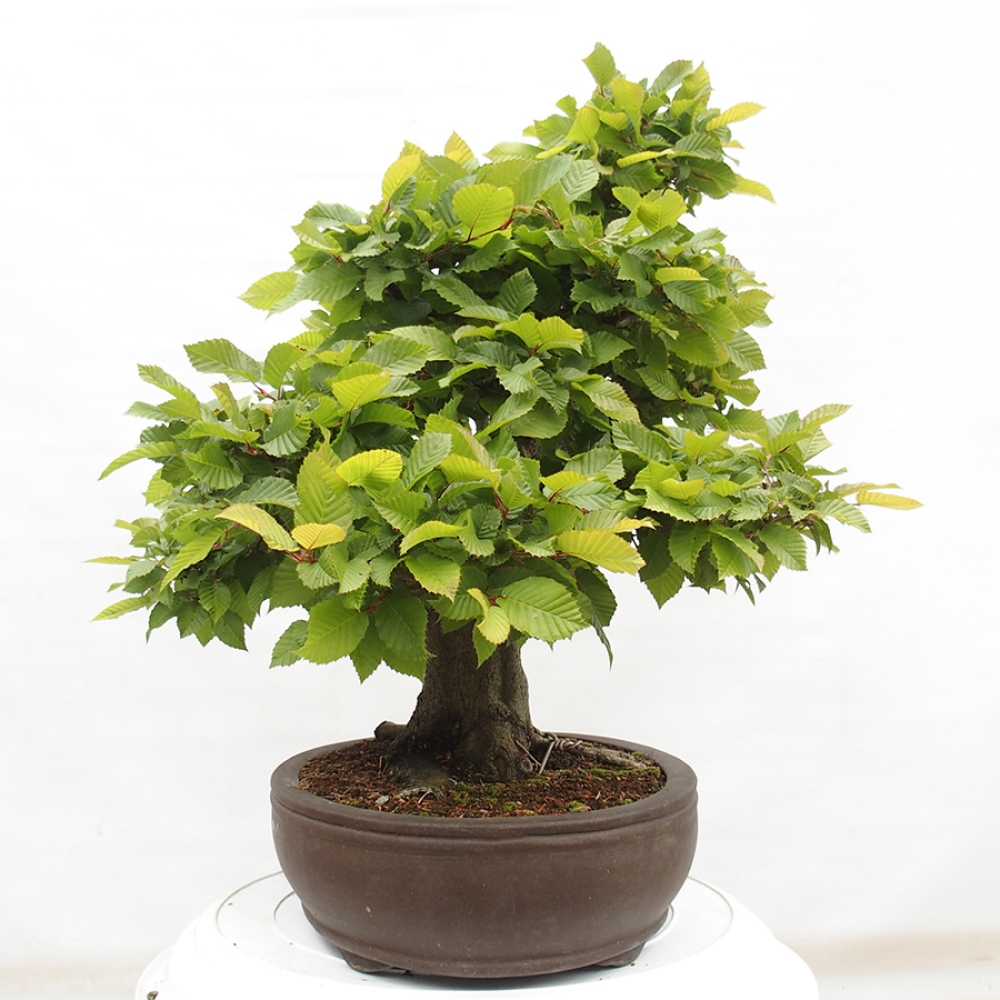 Outdoor bonsai - Hornbeam - Carpinus betulus