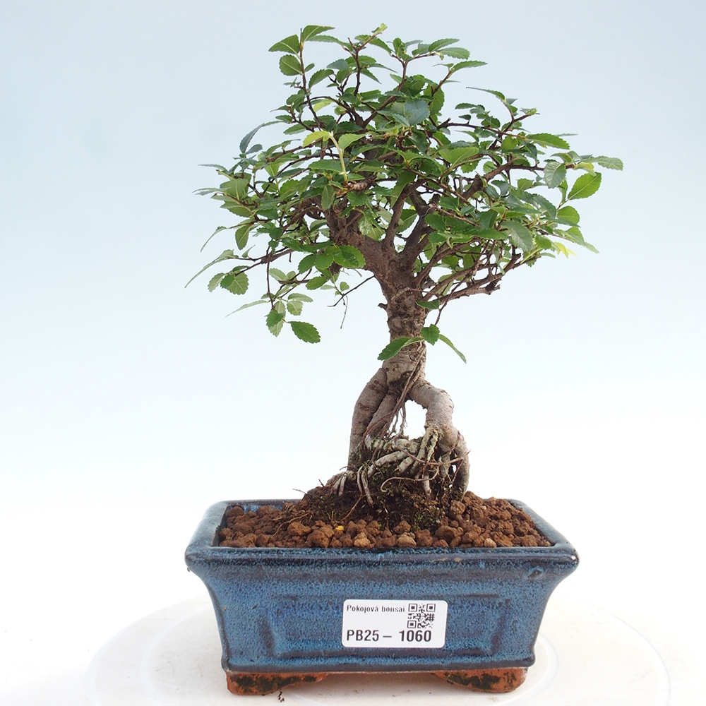 Indoor bonsai - Ulmus parvifolia - Small-leaved elm