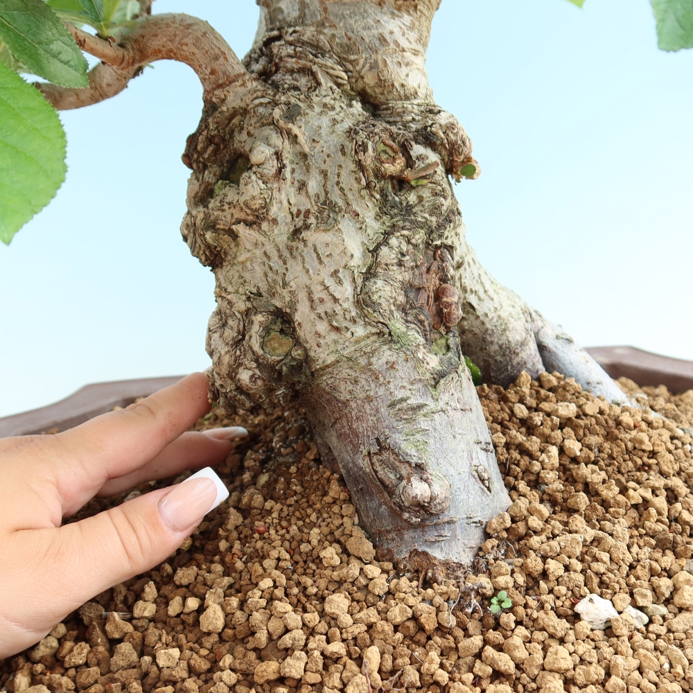 Outdoor Bonsai - Hairy Photinia - Photinia villosa